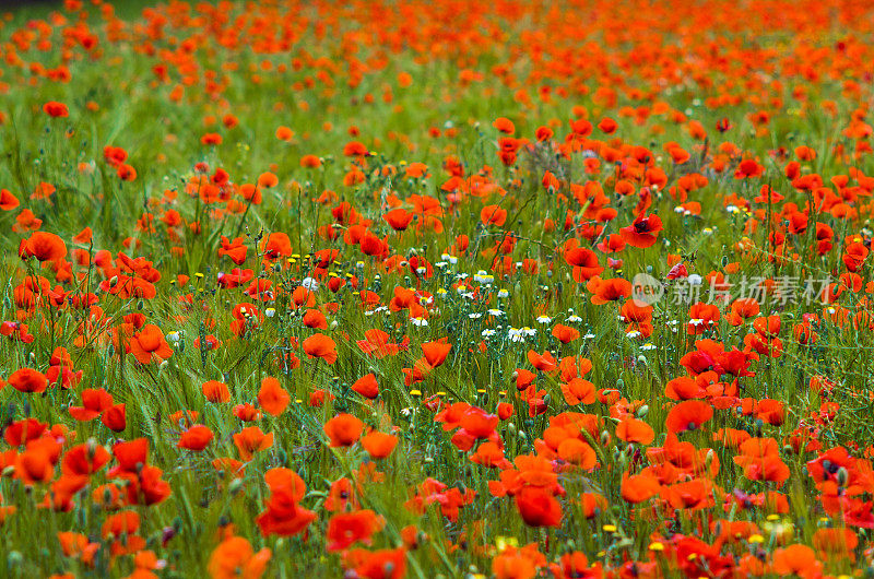 perennis daisy \tAsterales poppy罂粟中心bokeh